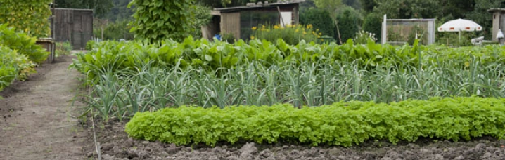 Moestuinmeststoffen