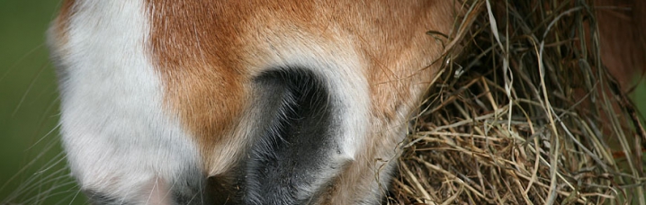 Voedingssupplementen Paarden