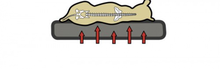 Orthopedisch Hondenkussen