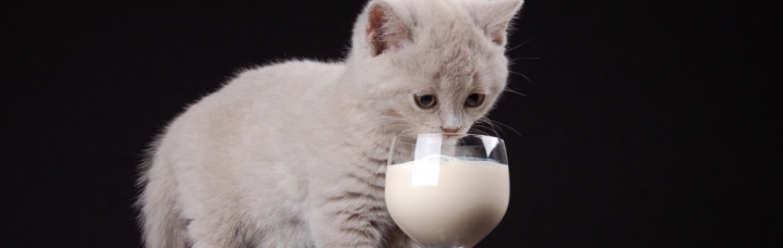 Kitten melk