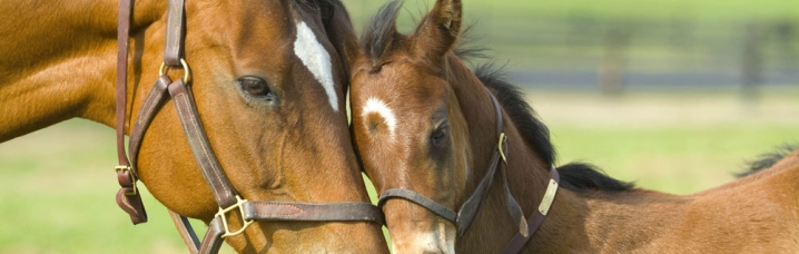 Paard