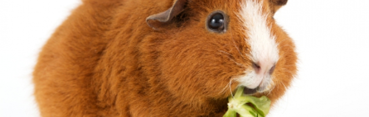 Cavia