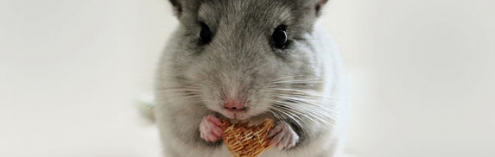 Chinchilla