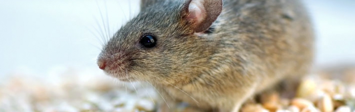 Bestrijden Ratten & Muizen 