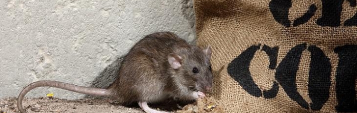 Specifiek voor Ratten