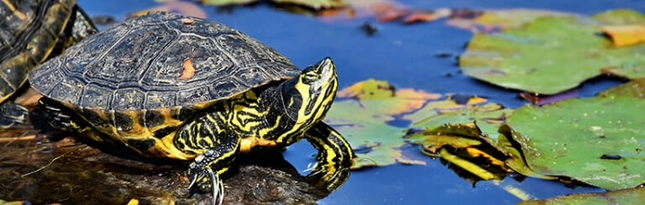 Schildpad