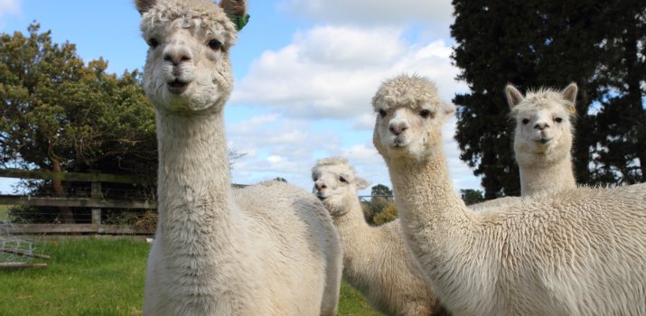 ALPACA’S IN JE TUIN: WAT MOET JE ZEKER WETEN?