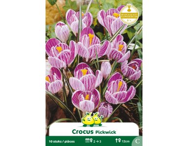 Bloembol Crocus Pickwick 10st - foto 1