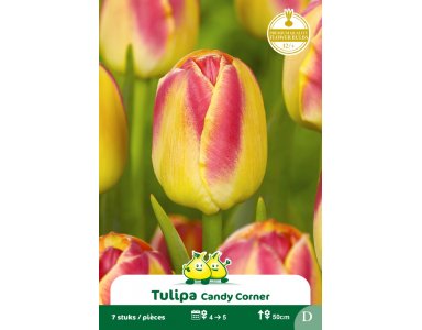 Bloembol Tulpen Candy Corner 7st - foto 1