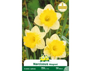 Bloembol Trompet Narcissen Magneet 5st - foto 1