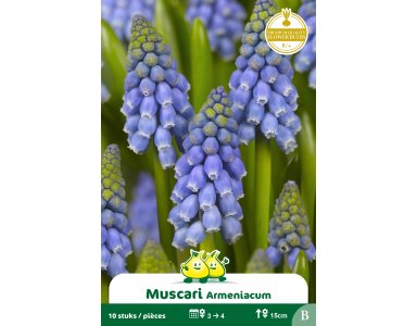 Bloembol Muscari Armeniacum 10st - foto 1