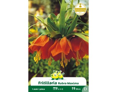 Bloembol Zakje Fritullaria Rubra Rood 1st - foto 1