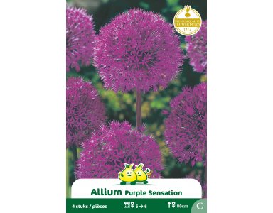 Bloembol Allium Purple Sensation 4st - foto 1