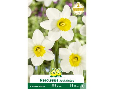 Bloembol Botanische Narcissen Jack Snip 4st - foto 1