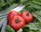 DCM Organische Meststof Tomaten - foto 2