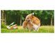 NatureCare Hond Lamb 250 Gram - foto 2