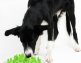 Savic Hond Eetpot Engima Large Lime - foto 2