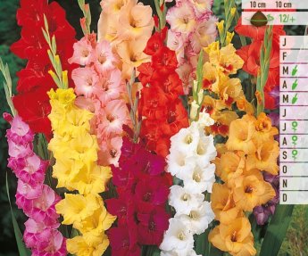 Bloembol Promopack Gladiool Mix 25st