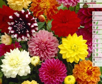 Bloembol Zakje Dahlia Mix 4st
