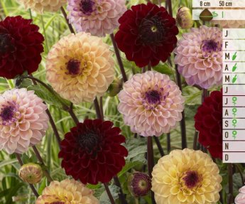 Bloembol Zakje Dahlia Jill Mix 4 st