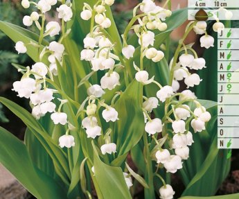 Bloembol Meiklokje Convallaria 10st