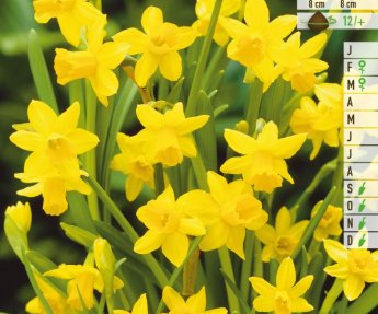 Bloembol Narcis Tête à Tête 25st