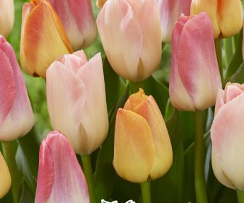 Bloembol Tulpen Pastel Mix 15st