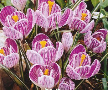 Bloembol Crocus Pickwick 10st