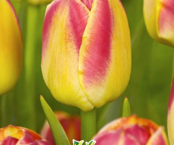 Bloembol Tulpen Candy Corner 7st