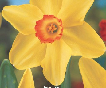Bloembol Narcis Altriust Birma 5st