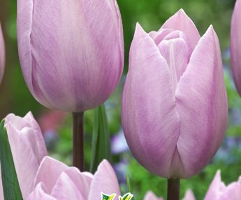 Bloembol Tulpen Silver Cloud 7st