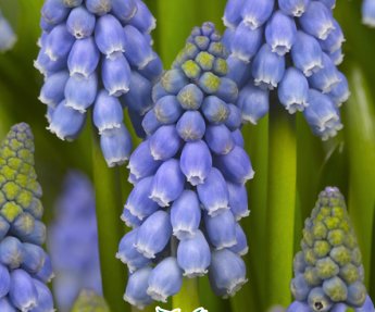 Bloembol Muscari Armeniacum 10st