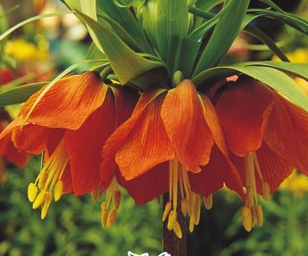 Bloembol Zakje Fritullaria Rubra Rood 1st