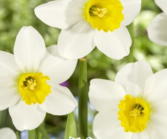 Bloembol Botanische Narcissen Jack Snip 4st