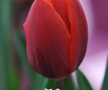 Bloembol Tulpen Enkel Vroeg Couleur Cardinal 7st