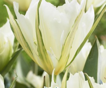 Bloembol Tulpen Fosteriana Exotic Emperor 5st