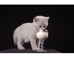 Kitten melk