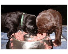 Hondenvoeding Vers Vlees Diepvries