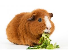 Cavia