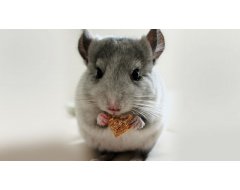 Chinchilla