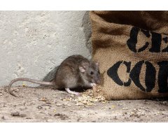 Specifiek voor Ratten