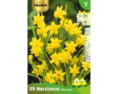 Bloembol Narcis Tête à Tête 25st