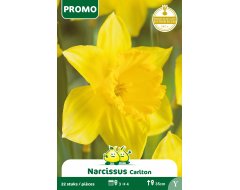Bloembol Narcis Carlton 22st