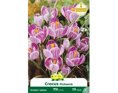Bloembol Crocus Pickwick 10st