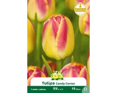 Bloembol Tulpen Candy Corner 7st