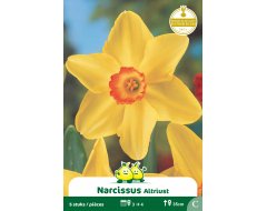 Bloembol Narcis Altriust Birma 5st