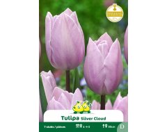 Bloembol Tulpen Silver Cloud 7st