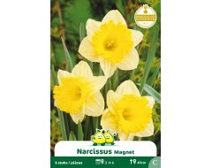 Bloembol Trompet Narcissen Magneet 5st
