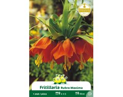 Bloembol Zakje Fritullaria Rubra Rood 1st - foto 1