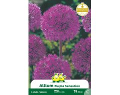 Bloembol Allium Purple Sensation 4st